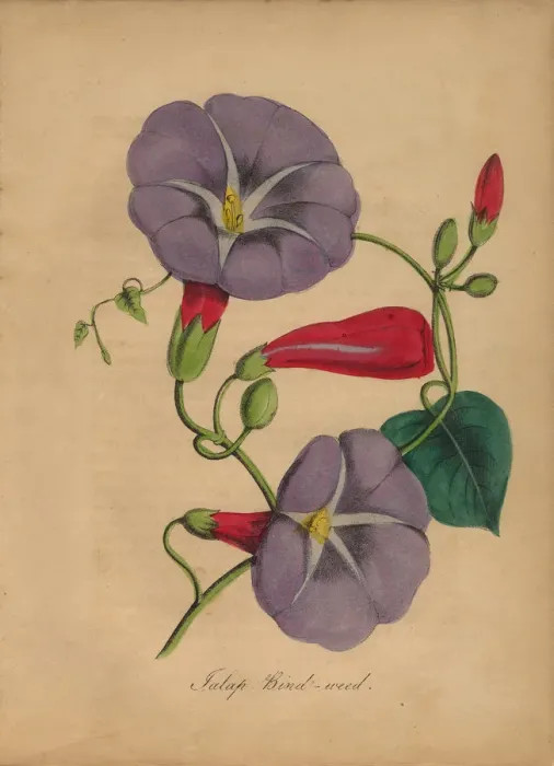 Framed Print : Bindweed or Morning Glory Victorian Botanical Illustration Framed Print : Bindweed or Morning Glory Victorian Botanical Illustration