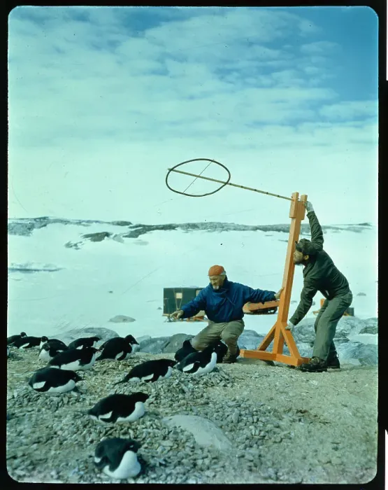 Framed Print : biologist Studying Penguins Framed Print : biologist Studying Penguins
