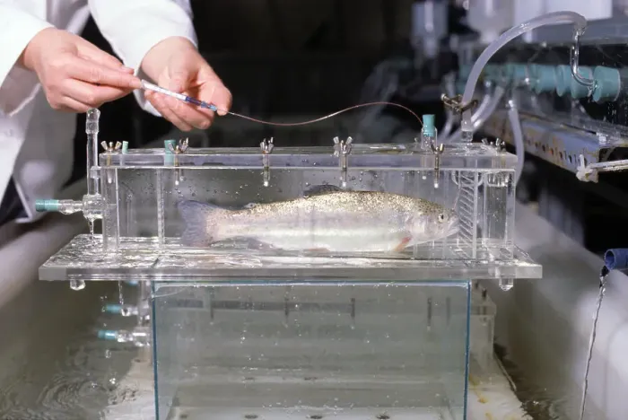 Framed Print : Biologist Testing Fish in Toxicology Experiment