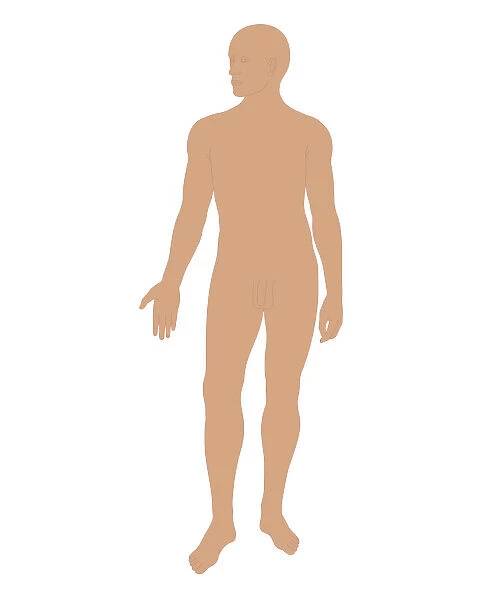 Biomedical illustration of adult male