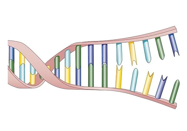 Biomedical illustration of DNA Replication