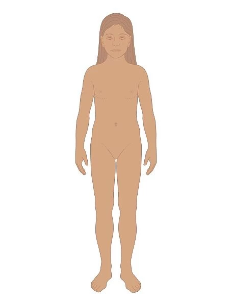 Biomedical illustration of girl before puberty