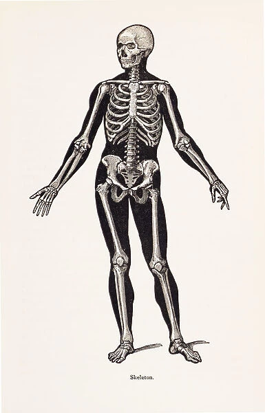 Biomedical Illustration: Human Skeleton