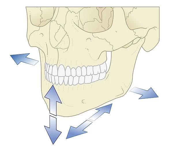 Biomedical illustration of lower jaw and direction of movement