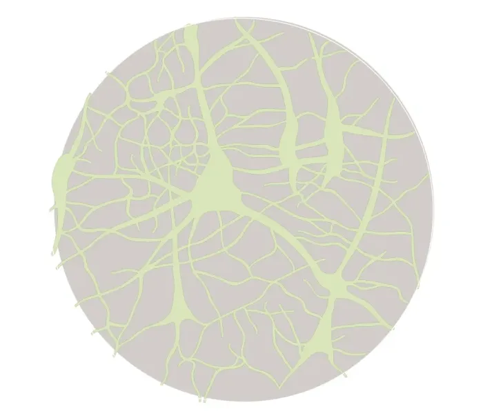 Framed Print : Biomedical illustration of neural network at 6 years of age