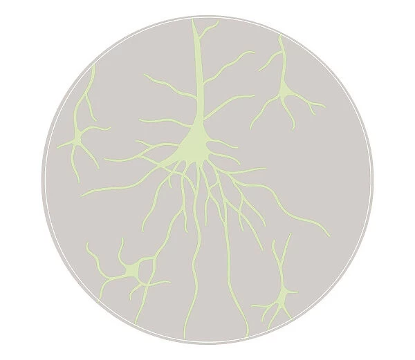 Biomedical illustration of neural network at birth
