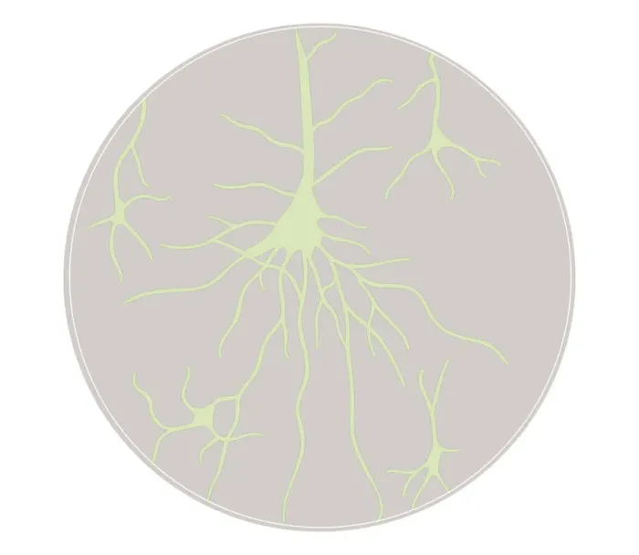 Framed Print : Biomedical illustration of neural network at birth Framed Print : Biomedical illustration of neural network at birth