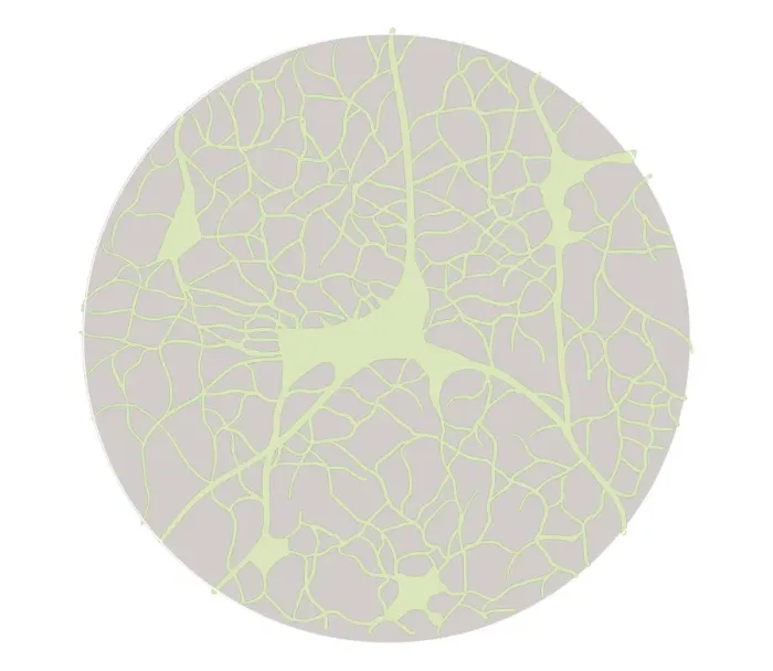 Framed Print : Biomedical illustration of neural network in young adult at 18 years Framed Print : Biomedical illustration of neural network in young adult at 18 years