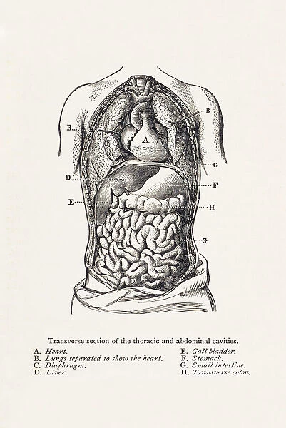 Biomedical Illustration: Thoracic and Abdominal Cavities