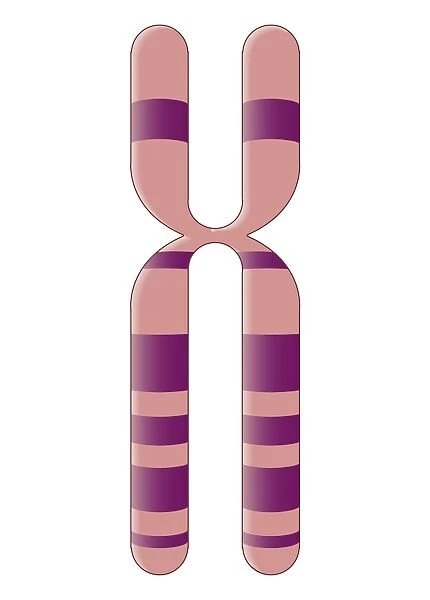 Biomedical illustration of X Chromosome