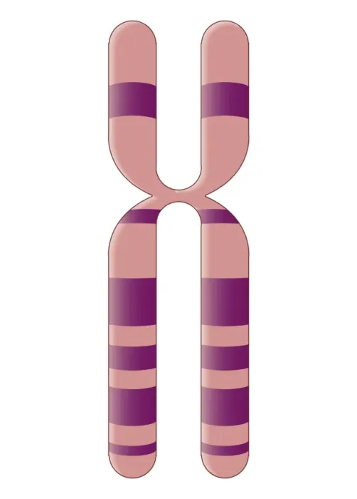 Framed Print : Biomedical illustration of X Chromosome Framed Print : Biomedical illustration of X Chromosome