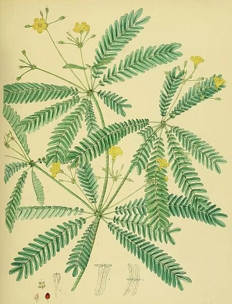 Biophytum intermedium, native to Southeast Asia, Sri Lanka, digitally restored historical colour print from 1893