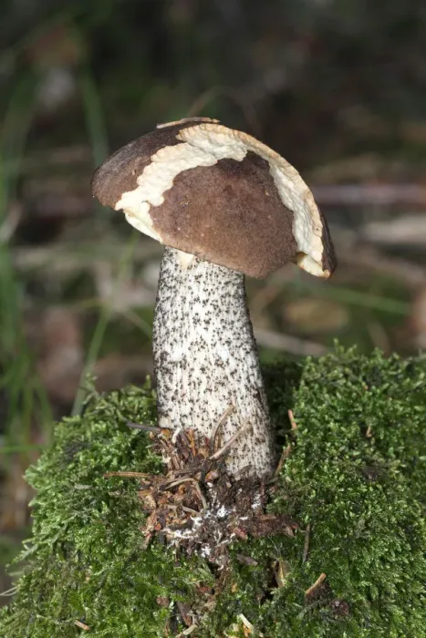 Framed Print : Birch Bolete -Leccinum scabrum-, Allgaeu, Bavaria, Germany, Europe Framed Print : Birch Bolete -Leccinum scabrum-, Allgaeu, Bavaria, Germany, Europe