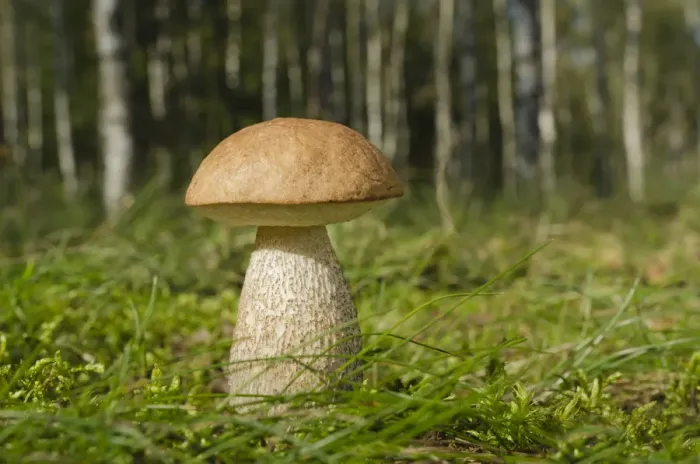 Framed Print : Birch Bolete -Leccinum scabrum-, in a birch forest, Brandenburg, Germany, Europe Framed Print : Birch Bolete -Leccinum scabrum-, in a birch forest, Brandenburg, Germany, Europe