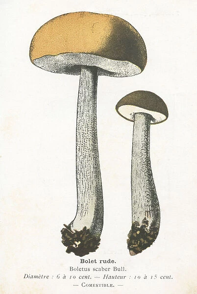 Birch bolete mushroom engraving 1895
