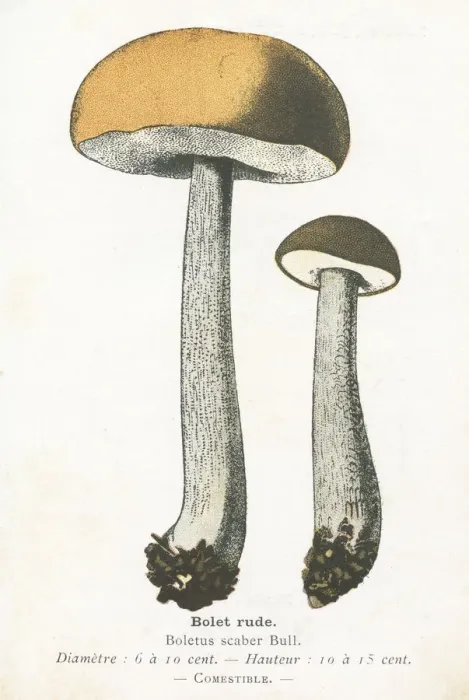Framed Print : Birch bolete mushroom engraving 1895 Framed Print : Birch bolete mushroom engraving 1895
