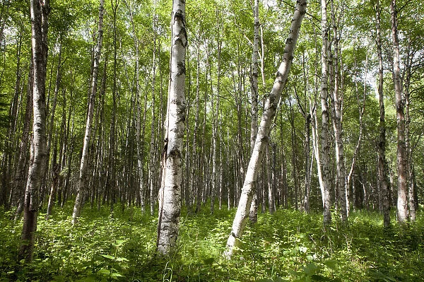 Birch forest, Alaska, United States