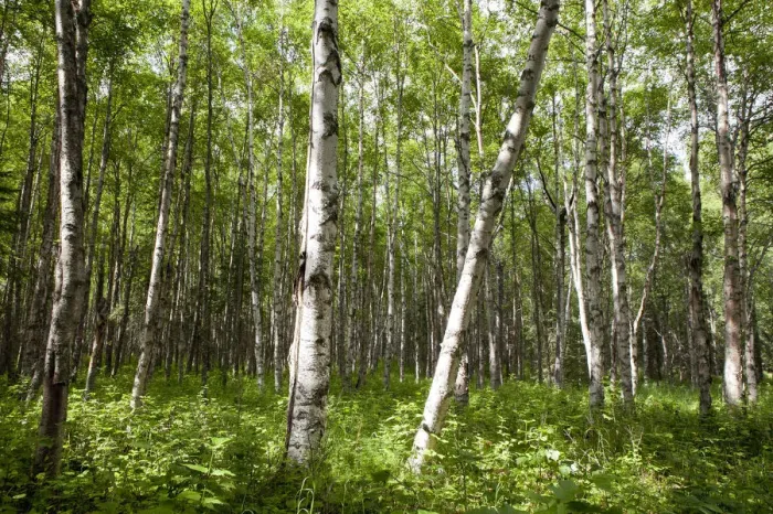 Framed Print : Birch forest, Alaska, United States Framed Print : Birch forest, Alaska, United States