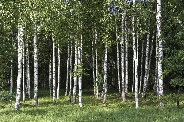Birch forest -Betula- on the Baltic coast of the Baltic Sea, Parnu County, Estonia