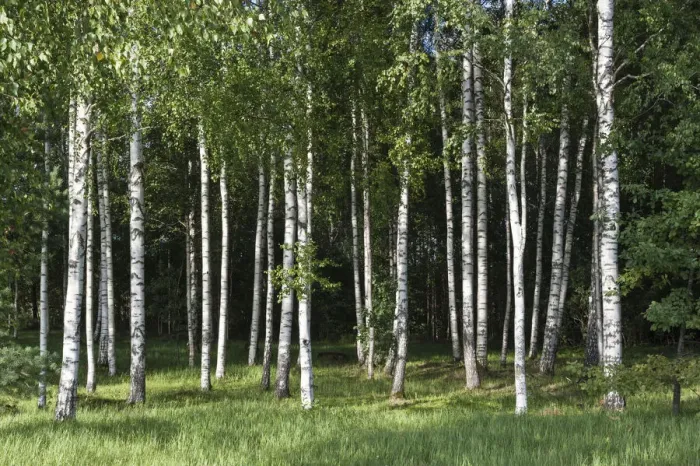 Framed Print : Birch forest -Betula- on the Baltic coast of the Baltic Sea, Parnu County, Estonia Framed Print : Birch forest -Betula- on the Baltic coast of the Baltic Sea, Parnu County, Estonia