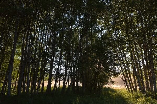 Birch forest, rays of light, fog