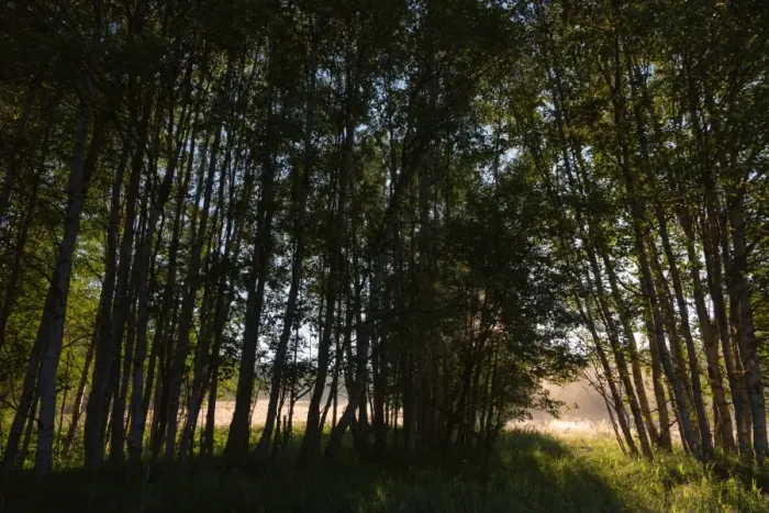 Framed Print : Birch forest, rays of light, fog Framed Print : Birch forest, rays of light, fog