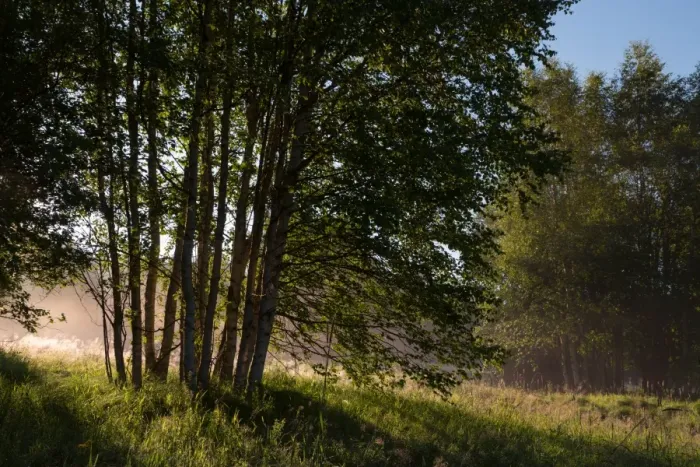 Framed Print : Birch forest, rays of light, fog Framed Print : Birch forest, rays of light, fog