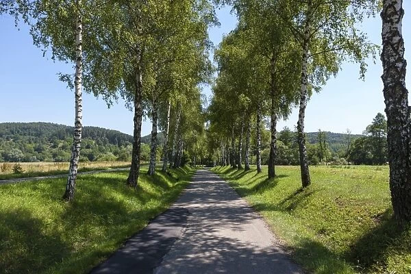 Birch-lined avenue, Baden-Wuerttemberg, Germany, Europe, PublicGround
