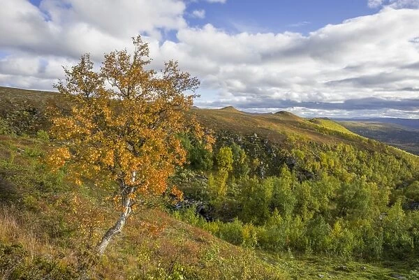 Birch tree in autumn colors, Vindelfjaellen, Vaesterbotten County, Sweden