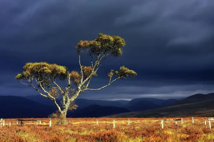 Framed Print : Birch Tree on a scottish moor Framed Print : Birch Tree on a scottish moor
