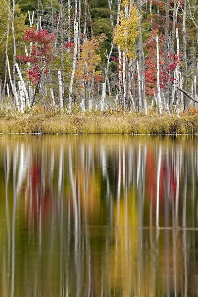 Birch trees and autumn colors reflected on Red Jack Lake, Hiawatha National Forest, Upper Peninsula of Michigan, USA