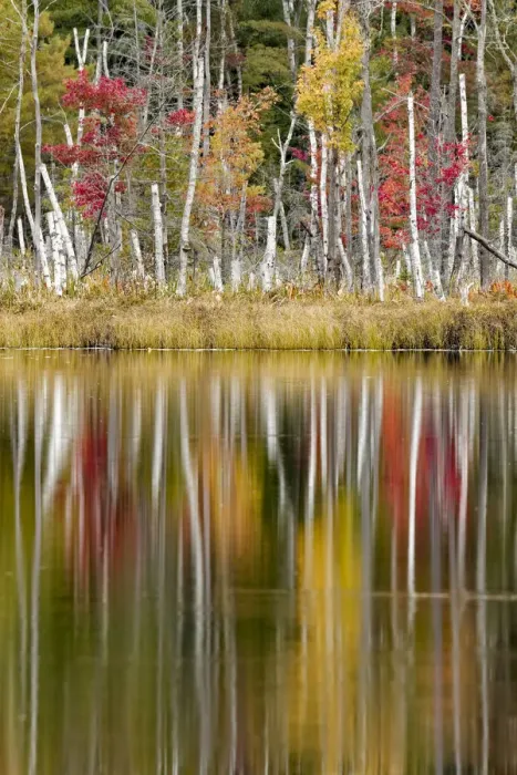 Framed Print : Birch trees and autumn colors reflected on Red Jack Lake, Hiawatha National Forest, Upper Peninsula of Michigan, USA Framed Print : Birch trees and autumn colors reflected on Red Jack Lake, Hiawatha National Forest, Upper Peninsula of Michigan, USA