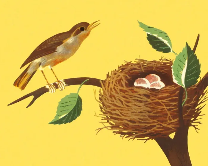 Framed Print : Bird and Birds Nest on a Branch Framed Print : Bird and Birds Nest on a Branch