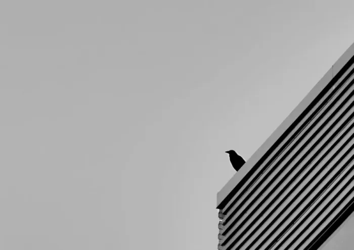 Framed Print : Bird and Building Framed Print : Bird and Building