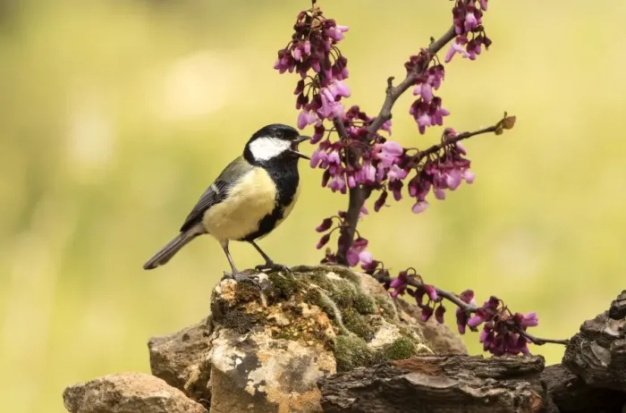 Framed Print : Bird of carbonero com'n, (Parus major), Species (Paridae). put on a branch with flowers in spring Framed Print : Bird of carbonero com'n, (Parus major), Species (Paridae). put on a branch with flowers in spring