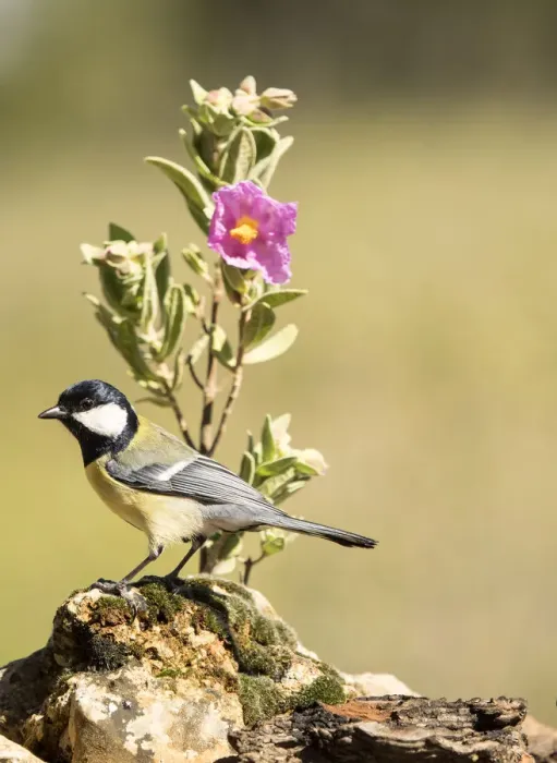 Framed Print : Bird of carbonero com'n, (Parus major), Species (Paridae). put on a branch with flowers in spring Framed Print : Bird of carbonero com'n, (Parus major), Species (Paridae). put on a branch with flowers in spring