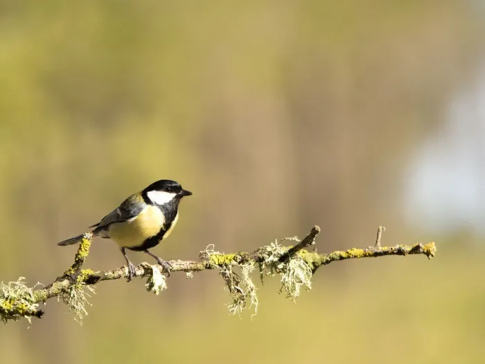 Framed Print : Bird Carbonero com'n, (Parus major), family Paridae, put on a branch with lichens Framed Print : Bird Carbonero com'n, (Parus major), family Paridae, put on a branch with lichens