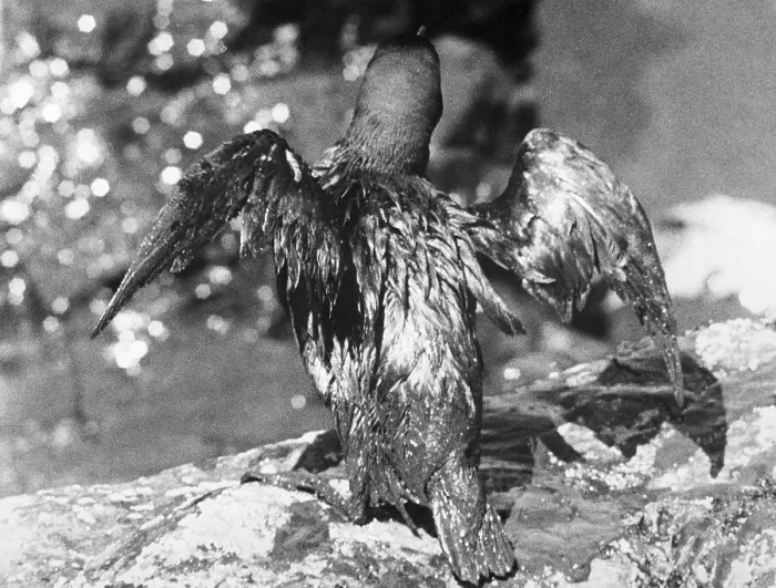 Framed Print : Bird Coated with Oil Framed Print : Bird Coated with Oil