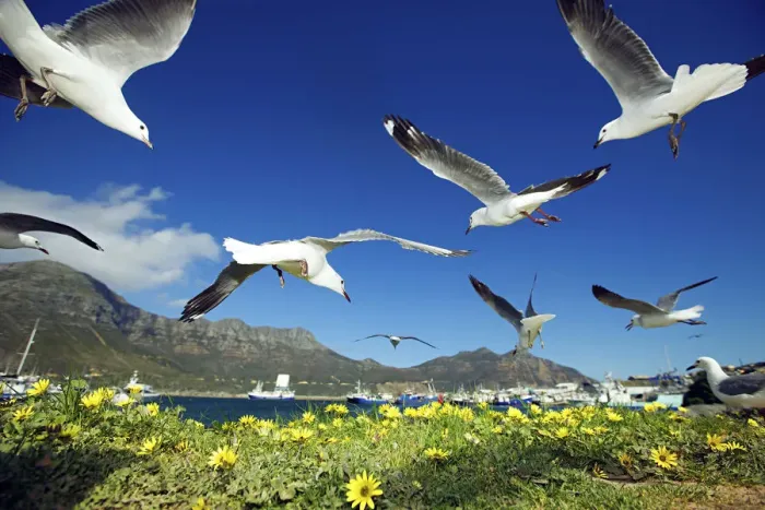 Framed Print : bird, color image, colour image, day, daytime, flock, flower, full length, hartlaubs gull