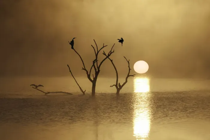 Framed Print : bird, color image, colour image, cormorant, flying, horizontal, landscape, mankwe dam