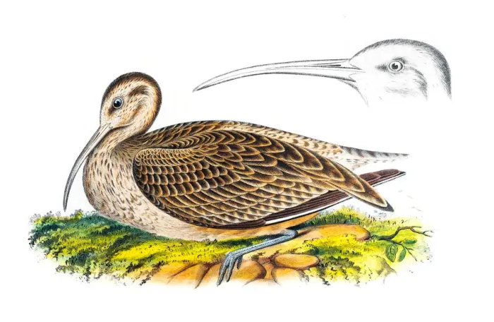 Framed Print : BIrd Curlew engraving 1856 Framed Print : BIrd Curlew engraving 1856