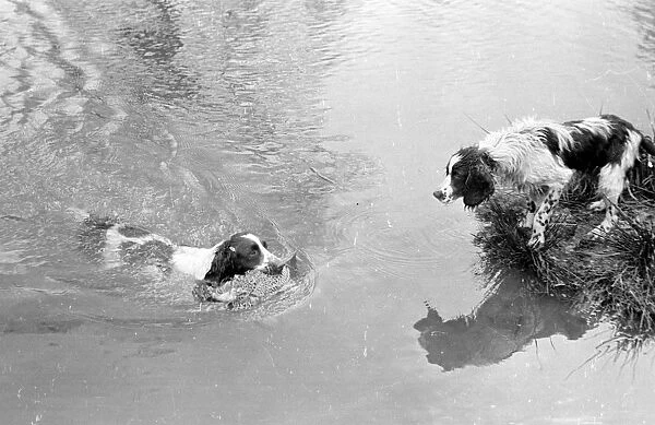 Bird Dog. 17th January 1948: A gun dog bringing a pheasant out of a lake
