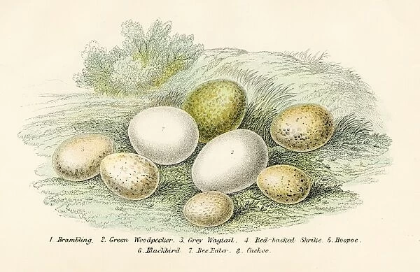 Eight Bird Eggs Engraving 1896