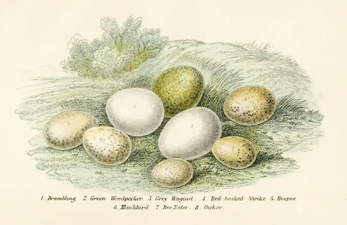 Framed Print : Eight Bird Eggs Engraving 1896 Framed Print : Eight Bird Eggs Engraving 1896