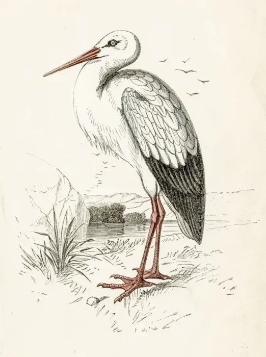 Framed Print : bird engraving 1851 Framed Print : bird engraving 1851