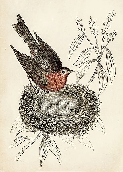 bird engraving 1851