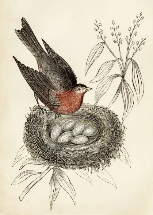 Framed Print : bird engraving 1851 Framed Print : bird engraving 1851