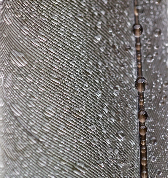 Bird Feather with Water Droplets on