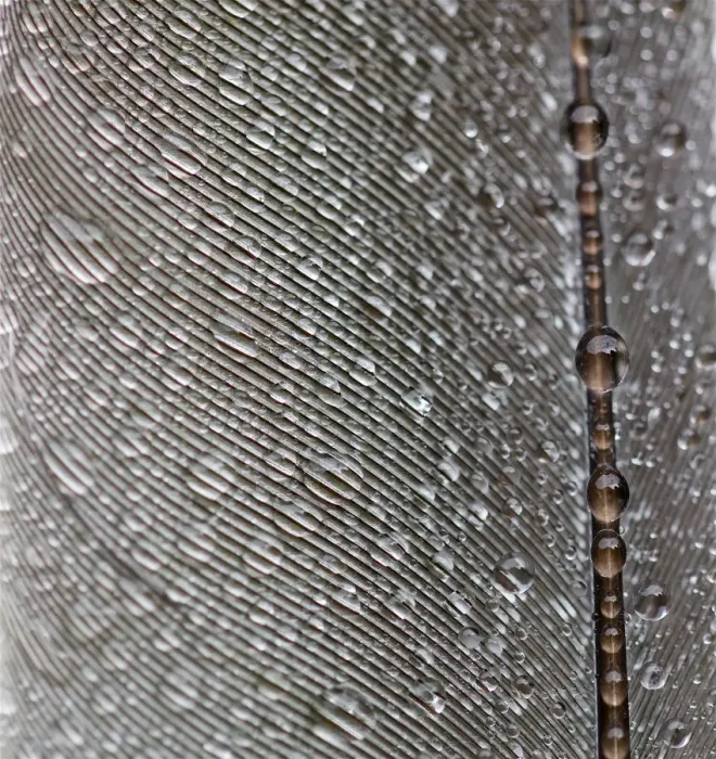 Framed Print : Bird Feather with Water Droplets on Framed Print : Bird Feather with Water Droplets on
