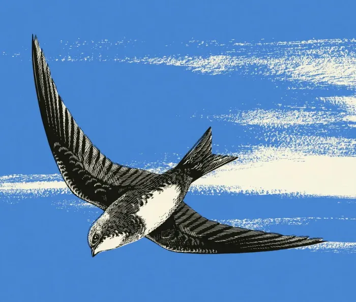Framed Print : Bird in Flight Framed Print : Bird in Flight